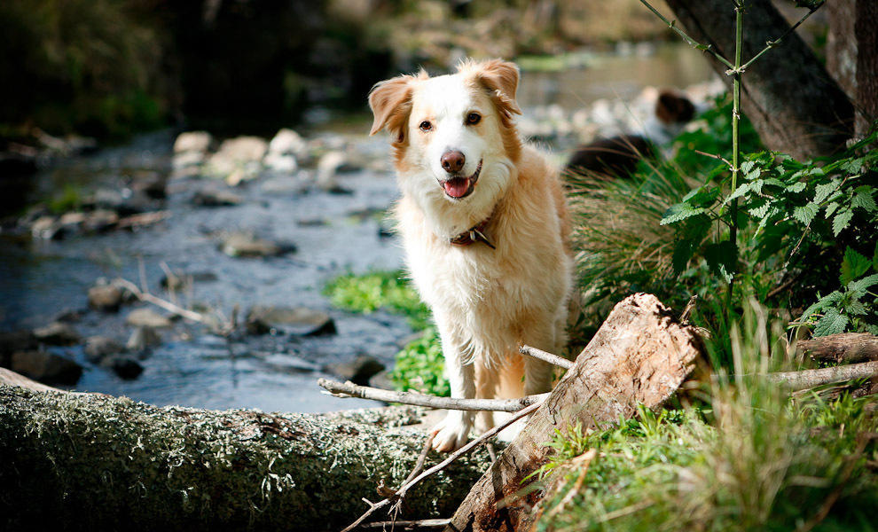 Riverwood Downs Of Barrington Tops Monkerai Exterior foto
